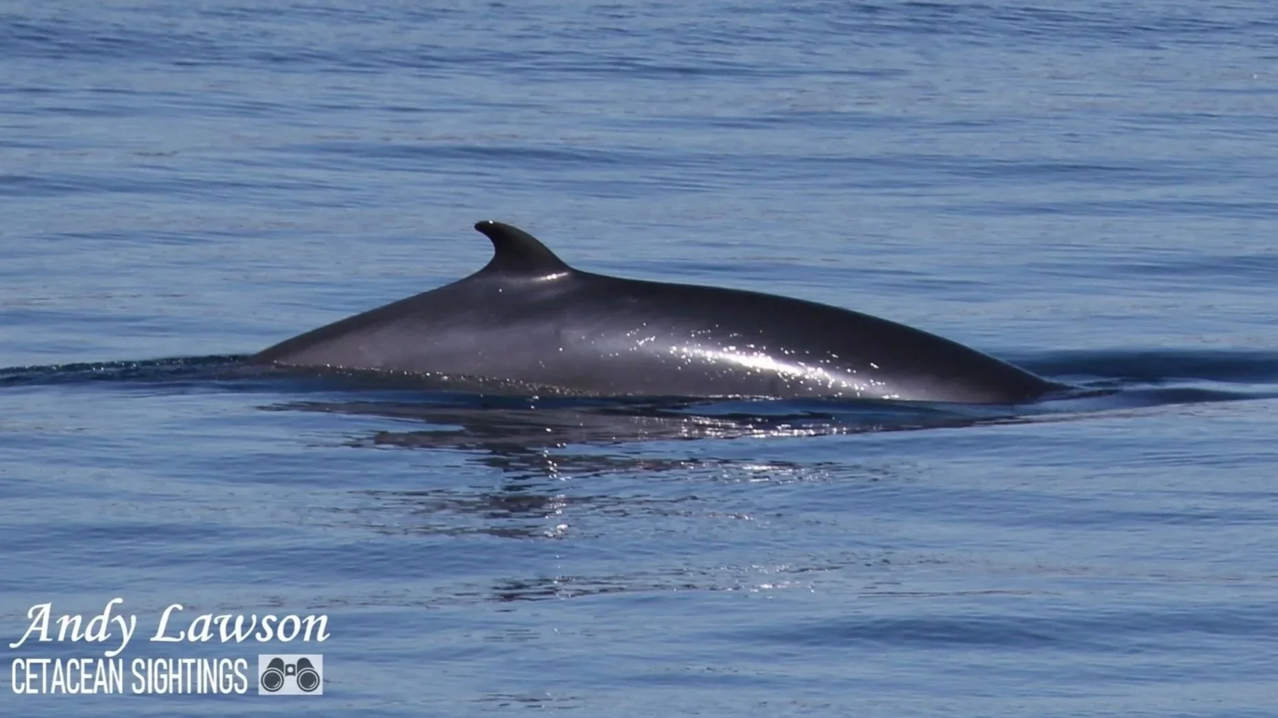 Whale Track Stories: Minke Madness in the Minch — Hebridean Whale